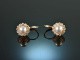 Classy Pearls! Ohrringe mit Zuchtperlen und Diamanten Ros&eacute; Gold 585