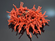 Koralle aus Torre del Greco! Gro&szlig;e Ast Korallen Kette feinstes Rot Schlie&szlig;e Silber vergoldet
