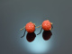 Coral Strawberries! Groe Korallen Erdbeer Ohrringe Silber 925 vergoldet