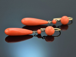 Austria around 1880! Large Sardegna coral earrings in 750 gold