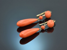 Austria around 1880! Large Sardegna coral earrings in 750 gold
