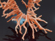 Large Italian angel skin branch coral necklace with gold-plated silver clasp 925