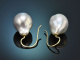 From our workshop! Large fine cultured pearl earrings in 585 gold