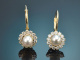 Delicate diamond earrings with cultured pearls in 585 gold