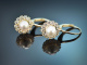 Delicate diamond earrings with cultured pearls in 585 gold