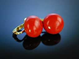 Big Boutons! Gro&szlig;e Korallen Coral Bouton Ohrclipse Earrings Gold 585 Italien um 1960