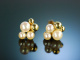Klassisch und edel! Paar Ohrringe Gold 585 Akoya Zuchtperlen