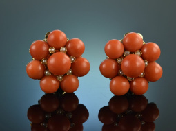 Around 1955! Finest Fine Coral Earclips Sardegna Seed...